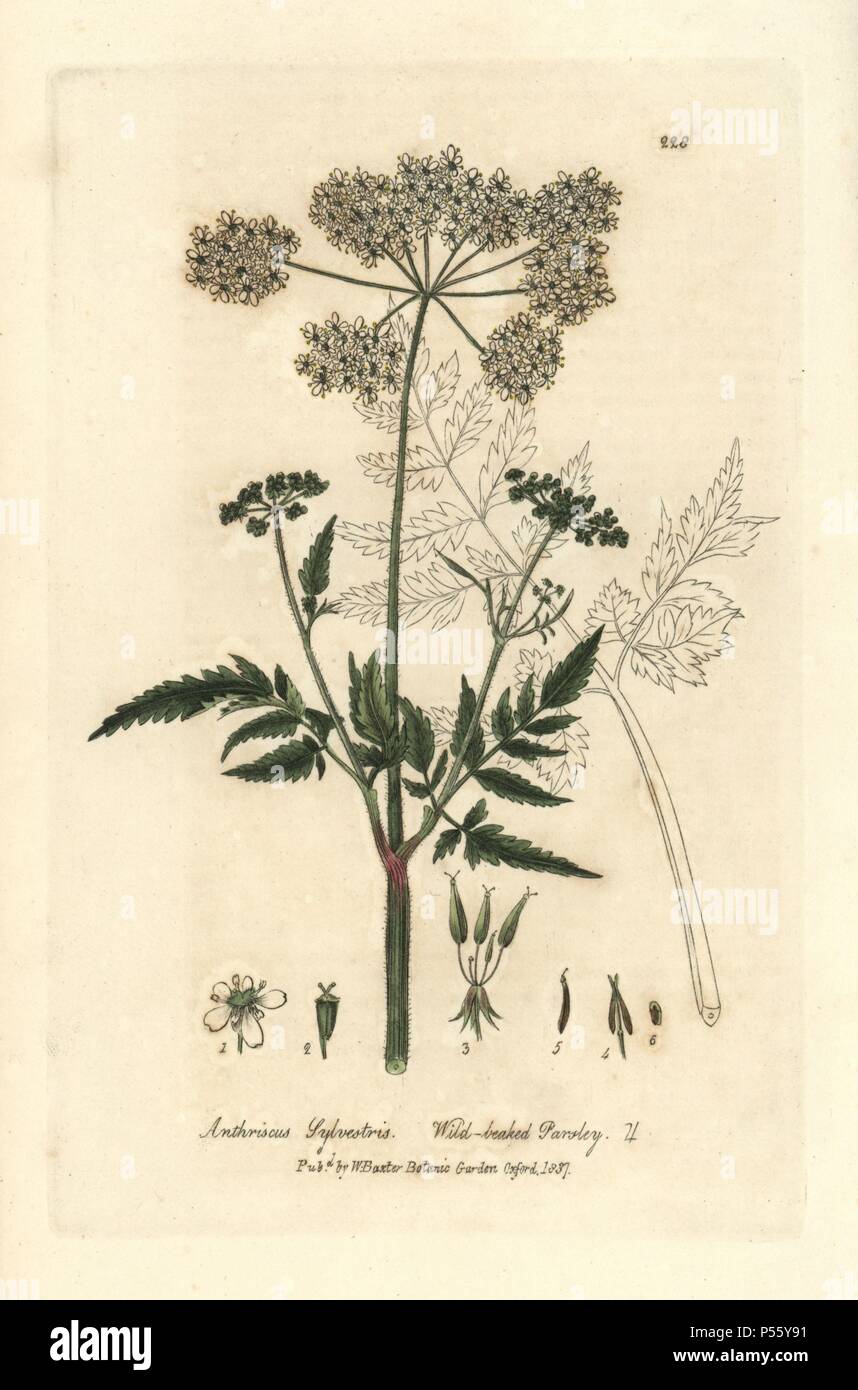 Wild-beaked parsley, Anthriscus sylvestris. Handcoloured copperplate engraving from William Baxter's 'British Phaenogamous Botany' 1837. Scotsman William Baxter (1788-1871) was the curator of the Oxford Botanic Garden from 1813 to 1854. Stock Photo