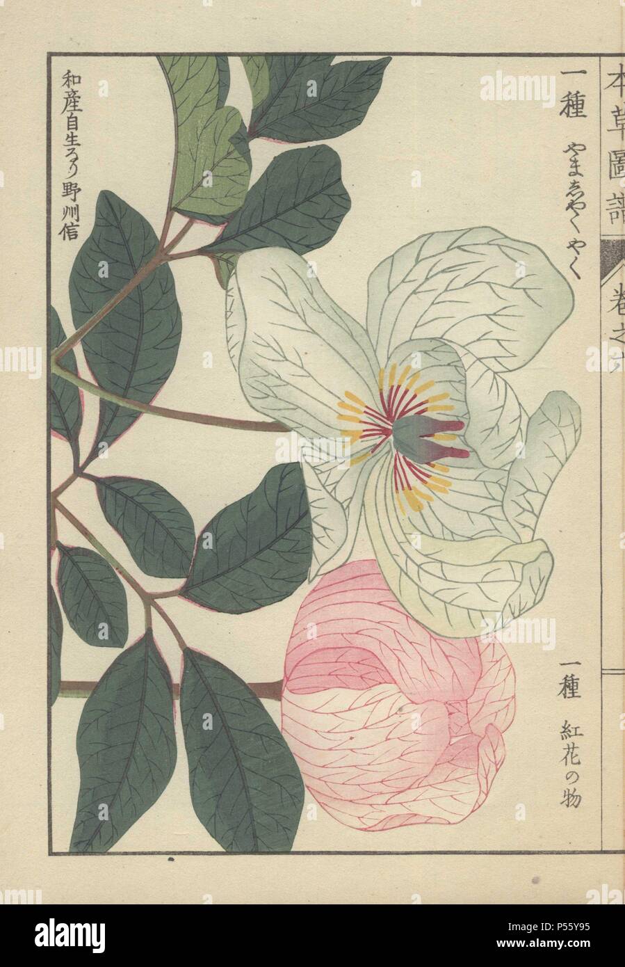Two peony flowers: one white with pale green veins, petals open to reveal red stamen and yellow pollen; and one pale pink with red veins, closed, round. Dark green leaves. Paeonia obovata. Yama shakuyaku. Colour-printed woodblock engraving by Kan'en Iwasaki from 'Honzo Zufu,' an Illustrated Guide to Medicinal Plants, 1884. Iwasaki (1786-1842) was a Japanese botanist, entomologist and zoologist. He was one of the first Japanese botanists to incorporate western knowledge into his studies. Stock Photo