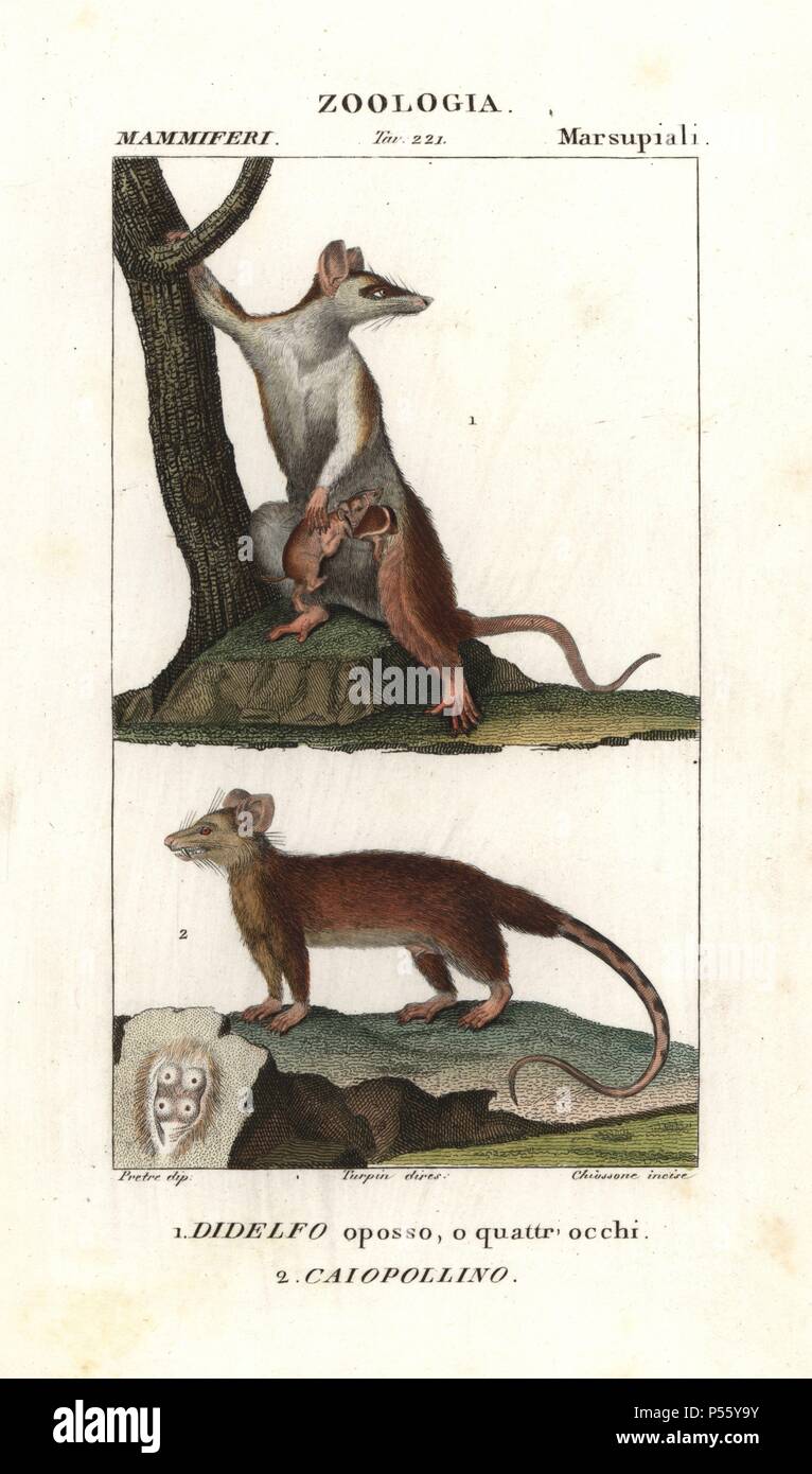 Gray four-eyed opossum, Didelphis opossum, and Linnaeus' mouse opossum, Marmosa murina. Handcoloured copperplate stipple engraving from Antoine Jussieu's 'Dictionary of Natural Science,' Florence, Italy, 1837. Illustration by J. G. Pretre, engraved by Cignozzi, directed by Pierre Jean-Francois Turpin, and published by Batelli e Figli. . . Jean Gabriel Pretre (17801845) was painter of natural history at Empress Josephine's zoo and later became artist to the Museum of Natural History. Turpin (1775-1840) is considered one of the greatest French botanical illustrators of the 19th century. Stock Photo