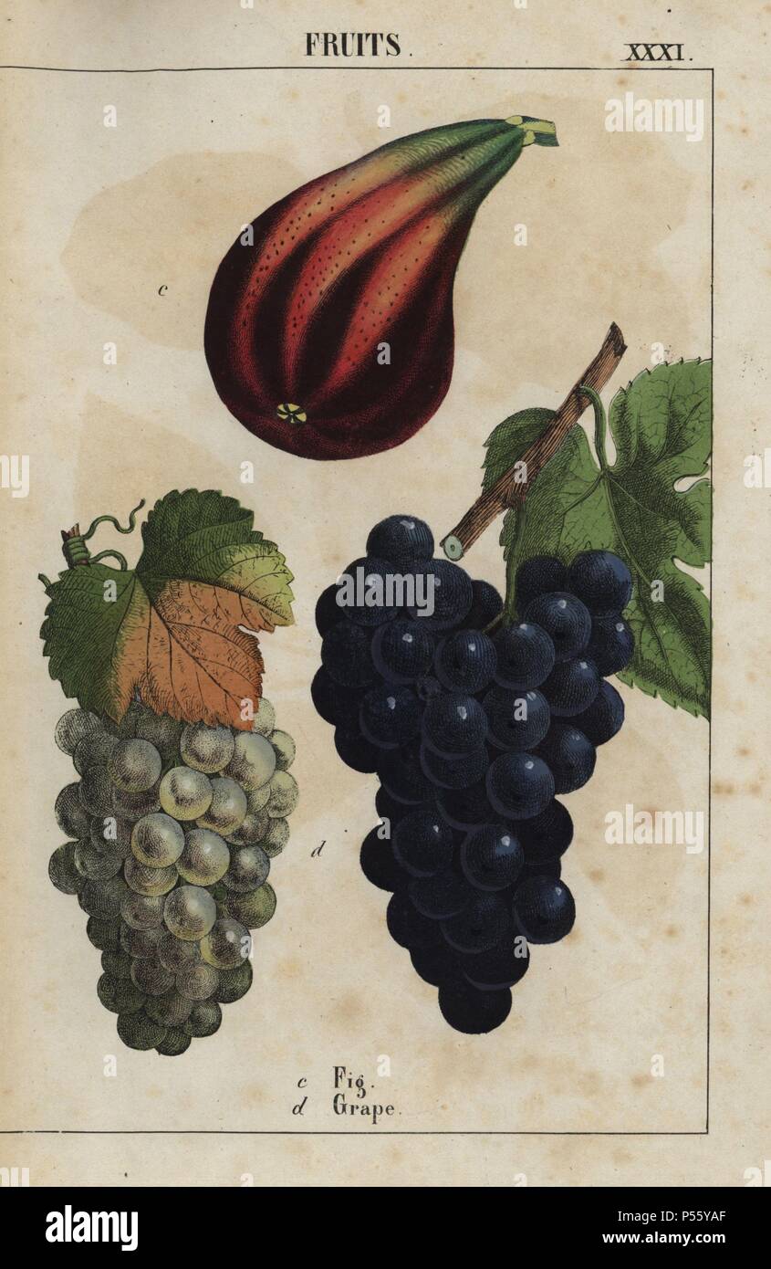 Fig and grapes. . Chromolithograph from 'The Instructive Picturebook, or Lessons from the Vegetable World,' [Charlotte Mary Yonge], Edinburgh, 1858. Stock Photo