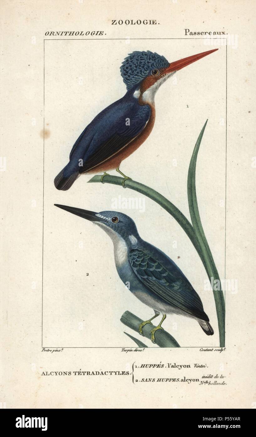 Madagascar kingfisher, Alcedo vintsioides, and unidentified Australian kingfisher (cerulean kingfisher, Alcedo coerulescens?). Handcoloured copperplate stipple engraving from Dumont de Sainte-Croix's 'Dictionary of Natural Science: Ornithology,' Paris, France, 1816-1830. Illustration by J. G. Pretre, engraved by Coutant, directed by Pierre Jean-Francois Turpin, and published by F.G. Levrault. Jean Gabriel Pretre (17801845) was painter of natural history at Empress Josephine's zoo and later became artist to the Museum of Natural History. Turpin (1775-1840) is considered one of the greatest Fre Stock Photo