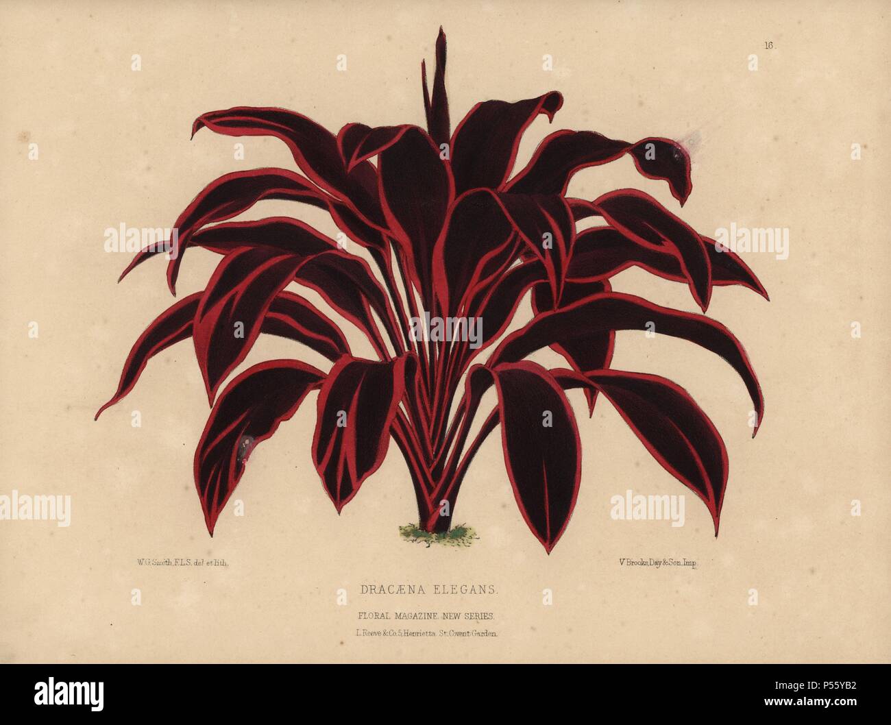 Dracaena elegans, tropical plant with dramatic crimson and black foliage Handcolored botanical drawn and lithographed by W.G. Smith from H.H. Dombrain's 'Floral Magazine' 1872.. Worthington G. Smith (1835-1917), architect, engraver and mycologist. Smith also illustrated 'The Gardener's Chronicle.' Henry Honywood Dombrain (1818-1905), clergyman gardener, was editor of the 'Floral Magazine' from 1862 to 1873. Stock Photo
