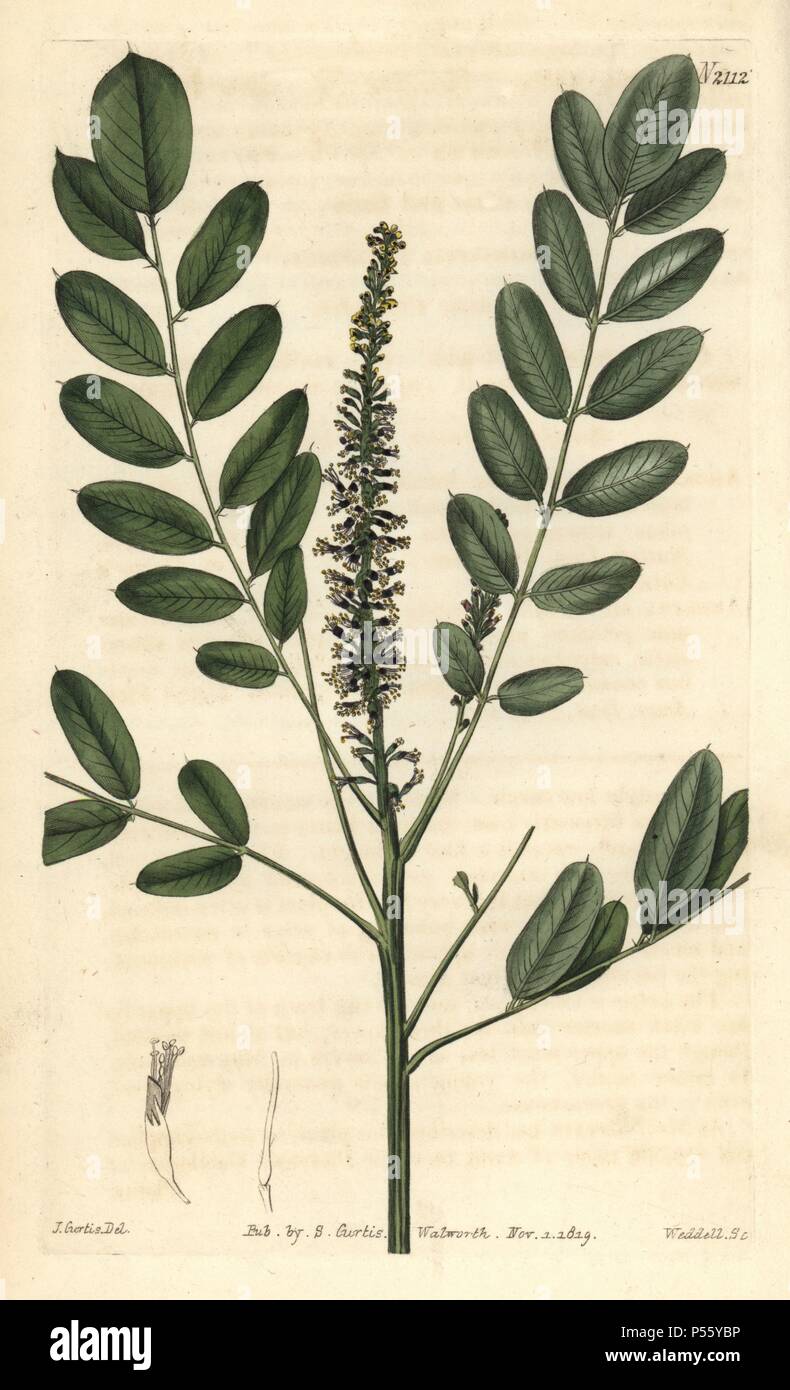 Dwarf bastard indigo, Amorpha nana. Handcoloured copperplate engraving ...