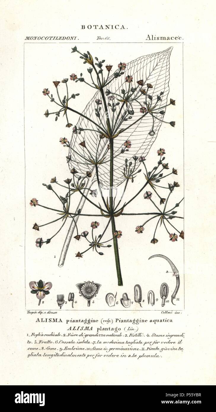 Common water-plantain, Alisma plantago-aquatica. Handcoloured copperplate stipple engraving from Jussieu's 'Dictionary of Natural Science,' Florence, Italy, 1837. Illustration by Pierre Jean-Francois Turpin, and published by Batelli e Figli. Turpin (1775-1840) is considered one of the greatest French botanical illustrators of the 19th century. Stock Photo