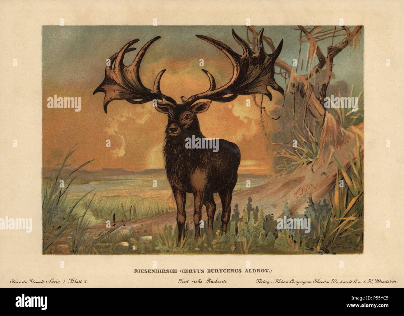 Irish Elk, Megaloceros giganteus, extinct species of giant deer from the Late Pleistocene. Colour printed (chromolithograph) illustration by F. John from 'Tiere der Urwelt' Animals of the Prehistoric World, 1910, Hamburg. From a series of prehistoric creature cards published by the Reichardt Cocoa company. Stock Photo