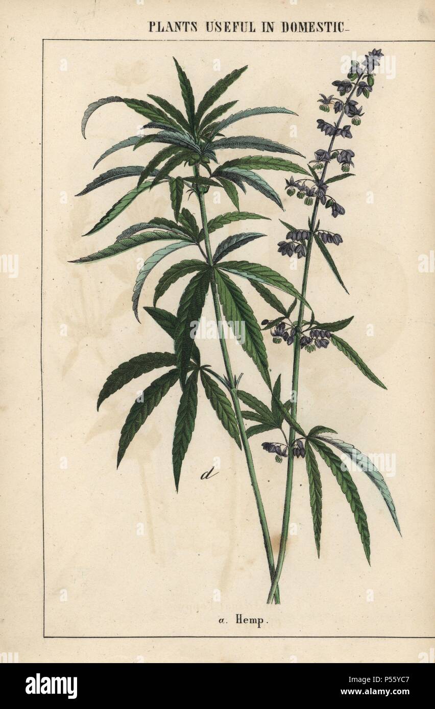 Hemp with blue flowers. . Chromolithograph from 'The Instructive Picturebook, or Lessons from the Vegetable World,' [Charlotte Mary Yonge], Edinburgh, 1858. Stock Photo