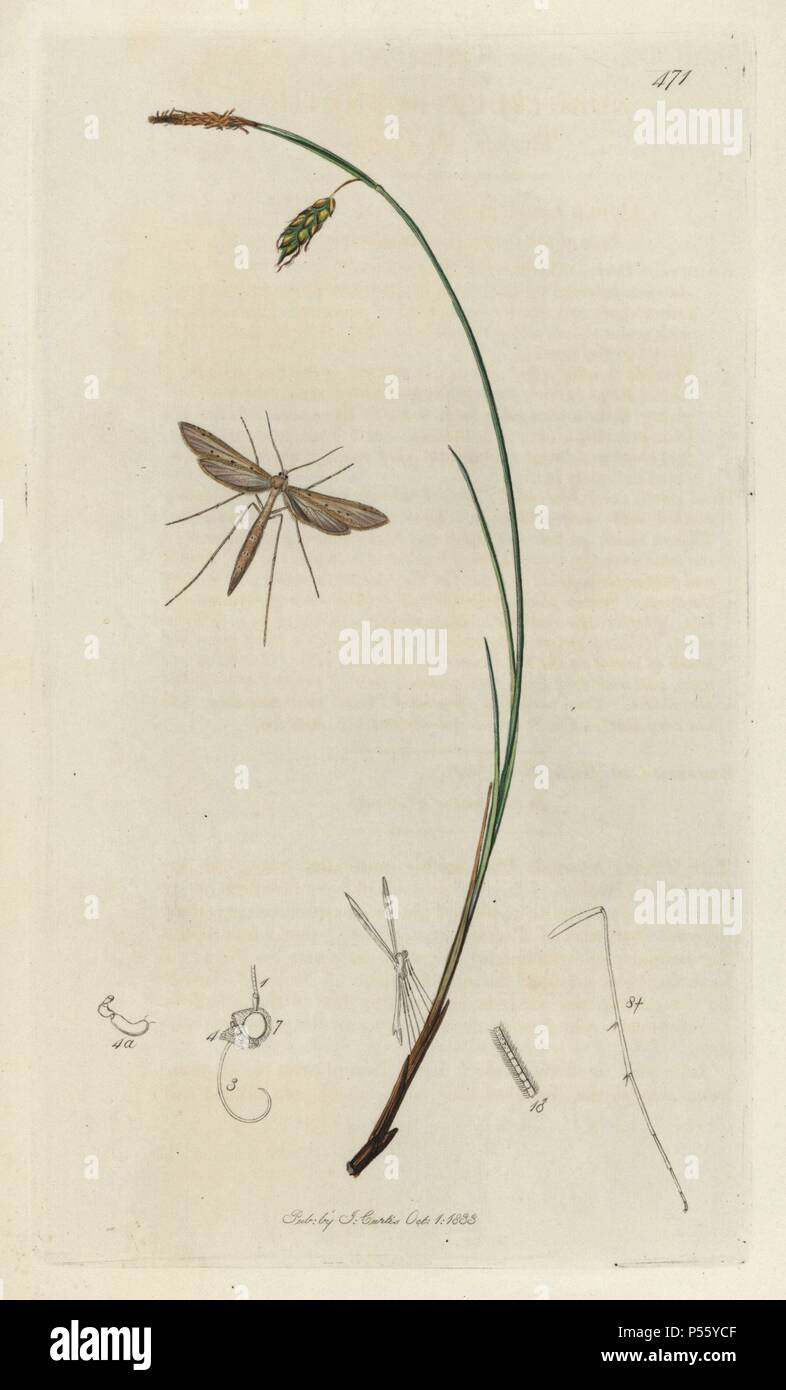 Adactylus bennetii, Agdistis staticis, Sea-side Plume moth and green-and-gold carex, Carex limosa grass. Handcoloured copperplate drawn and engraved by John Curtis for his own 'British Entomology, being Illustrations and Descriptions of the Genera of Insects found in Great Britain and Ireland,' London, 1834. Curtis (1791 –1862) was an entomologist, illustrator, engraver and publisher. 'British Entomology' was published from 1824 to 1839, and comprised 770 illustrations of insects and the plants upon which they are found. Stock Photo