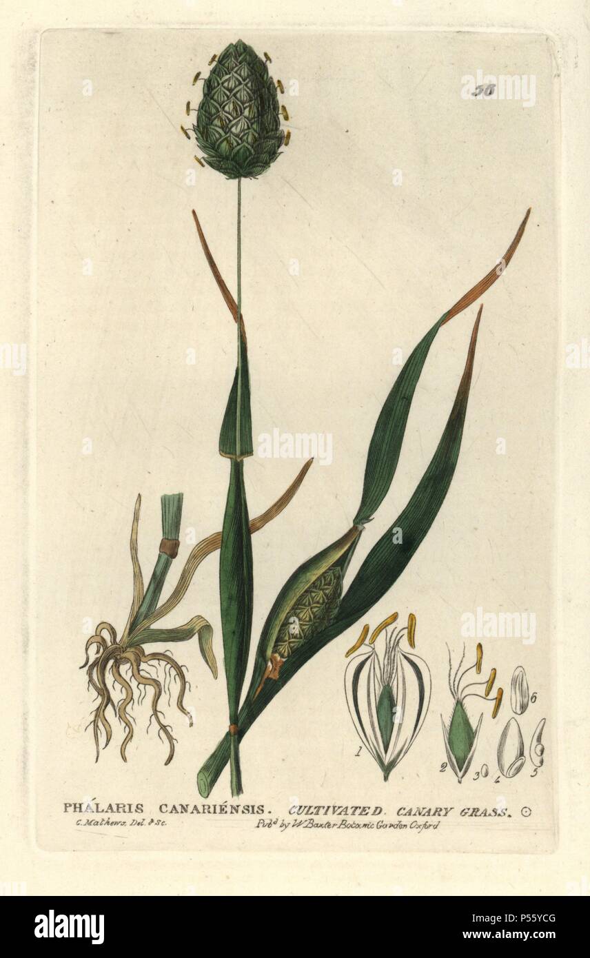 Canary grass, Phalaris canariensis. Handcoloured copperplate engraving from a drawing by C. Mathews from William Baxter's 'British Phaenogamous Botany' 1834. Scotsman William Baxter (1788-1871) was the curator of the Oxford Botanic Garden from 1813 to 1854. Stock Photo