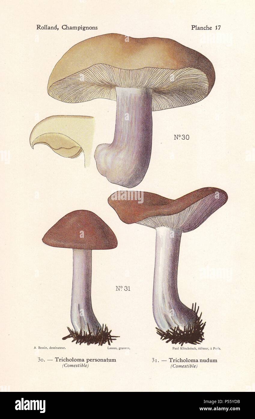Edible mushrooms: blewit, Tricholoma personatum, Clitocybe saeva, and wood blewit, Tricholoma nudum, Clitocybe nuda. Chromolithograph drawn by Bessin for Leon Rolland's 'Atlas des Champignons' 1911. Stock Photo