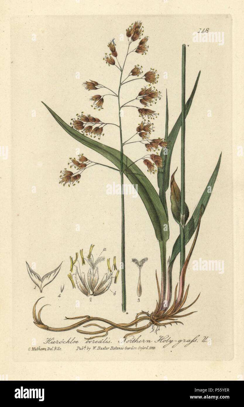 Northern holy grass, Hierochloe borealis. Handcoloured copperplate drawn and engraved by Charles Mathews from William Baxter's 'British Phaenogamous Botany' 1835. Scotsman William Baxter (1788-1871) was the curator of the Oxford Botanic Garden from 1813 to 1854. Stock Photo
