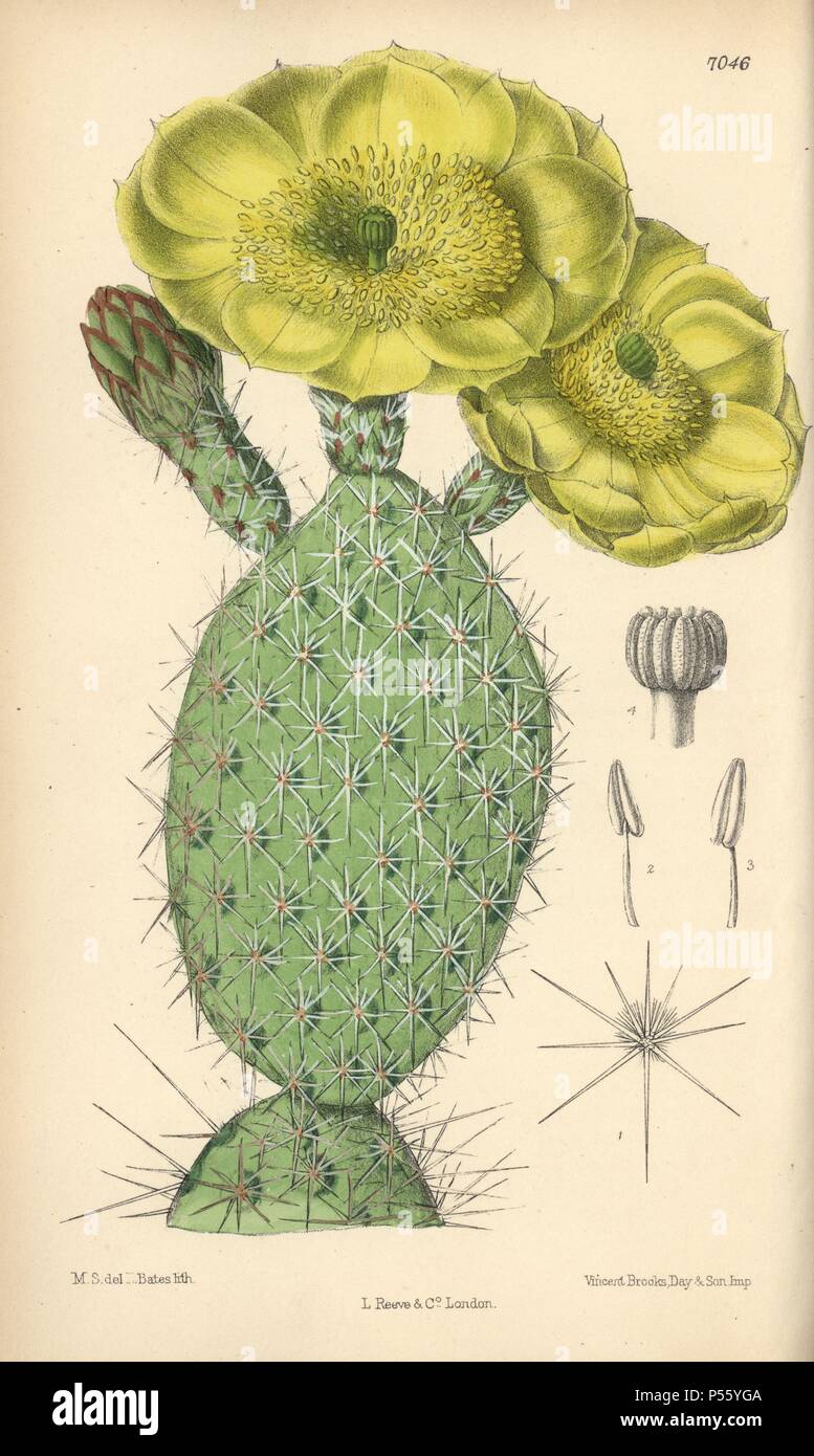 Opuntia polyacantha, yellow cactus native to the USA. Hand-coloured botanical illustration drawn by Matilda Smith and lithographed by J.N. Fitch from Joseph Dalton Hooker's 'Curtis's Botanical Magazine,' 1889, L. Reeve & Co. A second-cousin and pupil of Sir Joseph Dalton Hooker, Matilda Smith (1854-1926) was the main artist for the Botanical Magazine from 1887 until 1920 and contributed 2,300 illustrations. Stock Photo