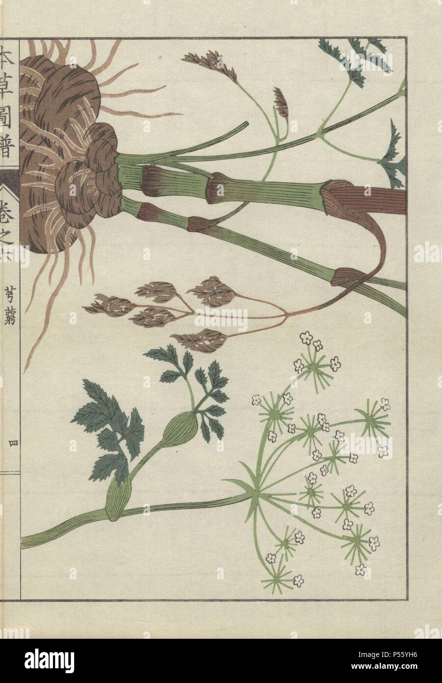 Snowparsley or cnidium plant. Cnidium officinale. Senkyou. . Colour-printed woodblock engraving by Kan'en Iwasaki from 'Honzo Zufu,' an Illustrated Guide to Medicinal Plants, 1884. Iwasaki (1786-1842) was a Japanese botanist, entomologist and zoologist. He was one of the first Japanese botanists to incorporate western knowledge into his studies. Stock Photo