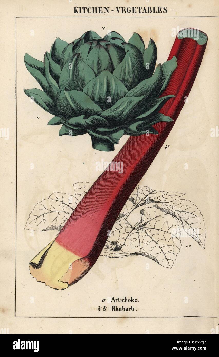 Artichoke heart and crimson rhubarb. . Chromolithograph from 'The Instructive Picturebook, or Lessons from the Vegetable World,' [Charlotte Mary Yonge], Edinburgh, 1858. Stock Photo