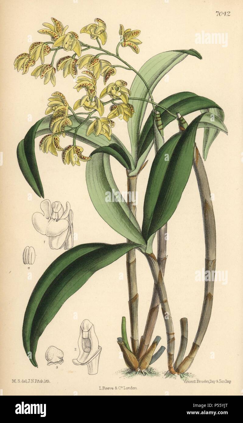 Dendrobium gracilicaule, pale yellow orchid native of eastern Australia. Hand-coloured botanical illustration drawn by Matilda Smith and lithographed by J.N. Fitch from Joseph Dalton Hooker's 'Curtis's Botanical Magazine,' 1889, L. Reeve & Co. A second-cousin and pupil of Sir Joseph Dalton Hooker, Matilda Smith (1854-1926) was the main artist for the Botanical Magazine from 1887 until 1920 and contributed 2,300 illustrations. Stock Photo