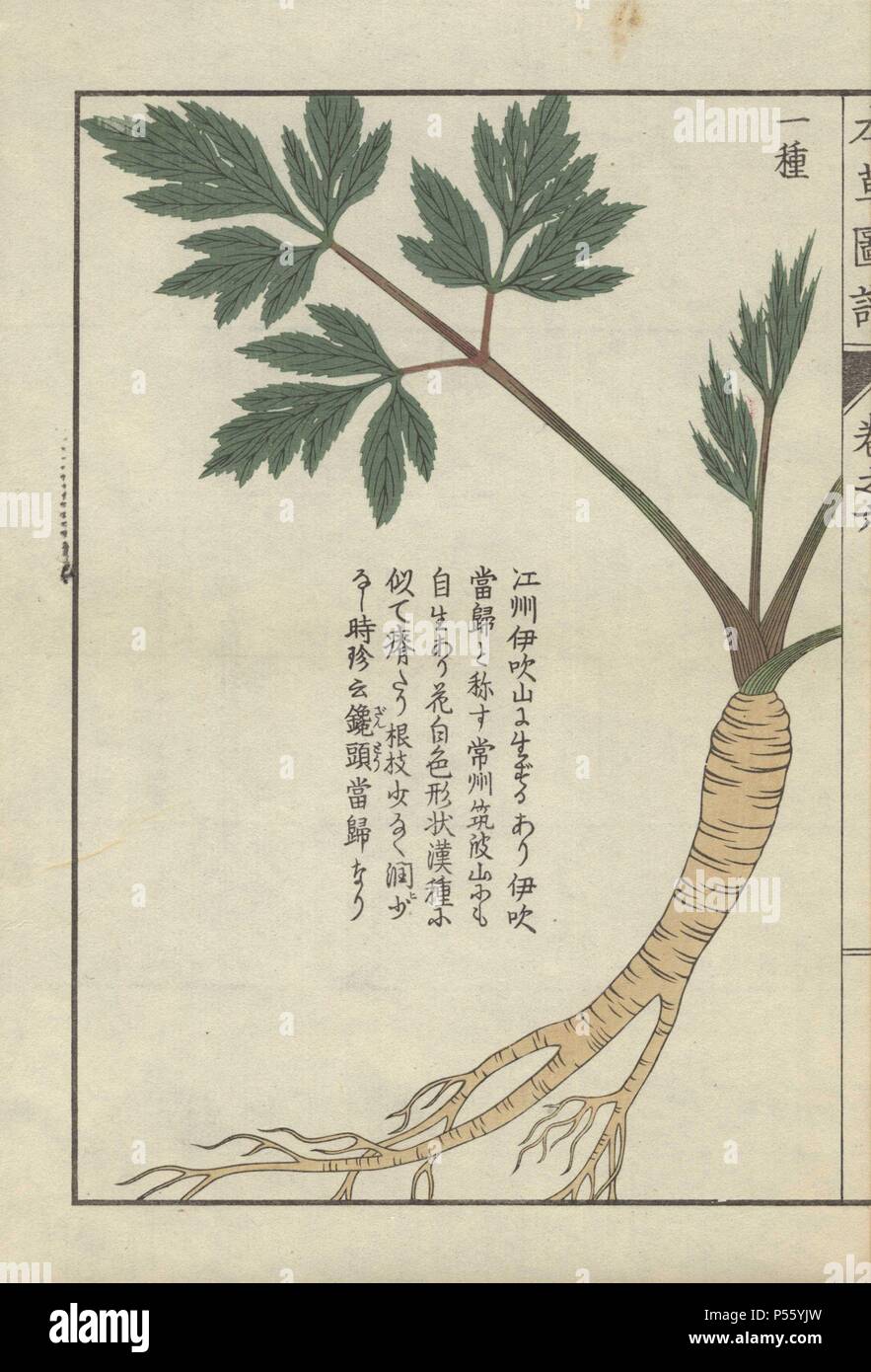 Yellow root, stem and green leaves of lovage. Ligusticum ibukiense. Ibukitouki.. Colour-printed woodblock engraving by Kan'en Iwasaki from 'Honzo Zufu,' an Illustrated Guide to Medicinal Plants, 1884. Iwasaki (1786-1842) was a Japanese botanist, entomologist and zoologist. He was one of the first Japanese botanists to incorporate western knowledge into his studies. Stock Photo