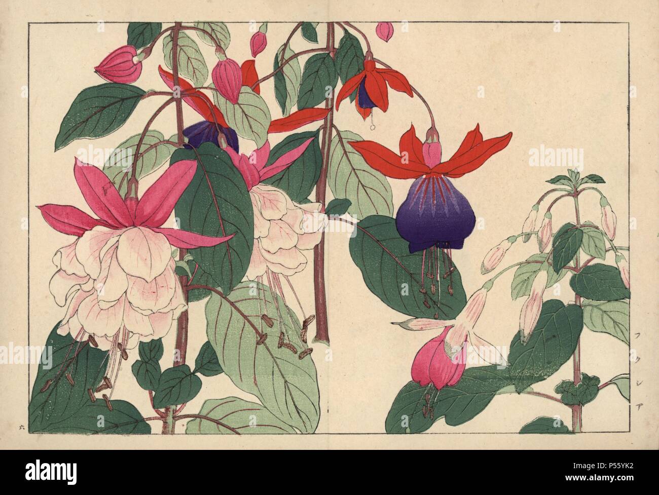 Fuchsia varieties. Handcoloured woodblock print from Konan Tanigami's 'Seiyou Sokazufu' (Pictorial Album of Western Plants and Flowers: Summer), Unsodo, Kyoto, 1917. Tanigami (1879-1928) depicted 125 varieties of garden plants through the four seasons. Stock Photo
