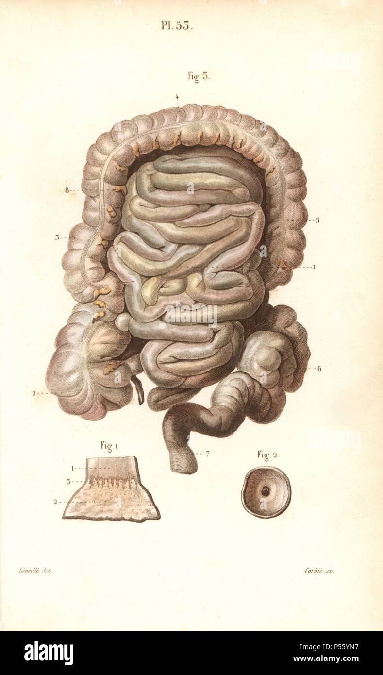 The intestines. Handcolored steel engraving by Corbie of a drawing by Leveille from Dr. Joseph Nicolas Masse's 'Petit Atlas complet d'Anatomie descriptive du Corps Humain,' Paris, 1864, published by Mequignon-Marvis. Masse's 'Pocket Anatomy of the Human Body' was first published in 1848 and went through many editions. Stock Photo
