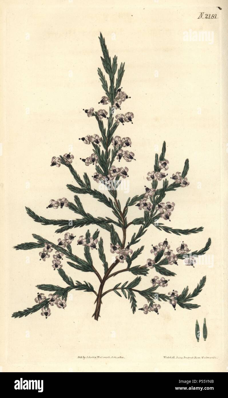 Fragrant heath, Erica fragrans. Handcoloured copperplate engraving drawn by John Curtis and engraved by Weddell from 'Curtis's Botanical Magazine'1820, Samuel Curtis, Walworth, London. Stock Photo