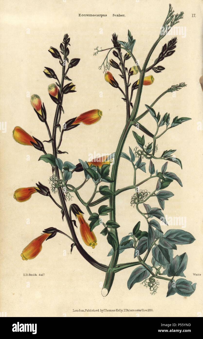 Yellow flowered Chilean glory creeper, Eccremocarpus scaber. Hand-colored illustration by Edwin Dalton Smith engraved by Watts from Charles McIntosh's 'Flora and Pomona' 1829. McIntosh (1794-1864) was a Scottish gardener to European aristocracy and royalty, and author of many book on gardening. E.D. Smith was a botanical artist who drew for Robert Sweet, Benjamin Maund, etc. Stock Photo