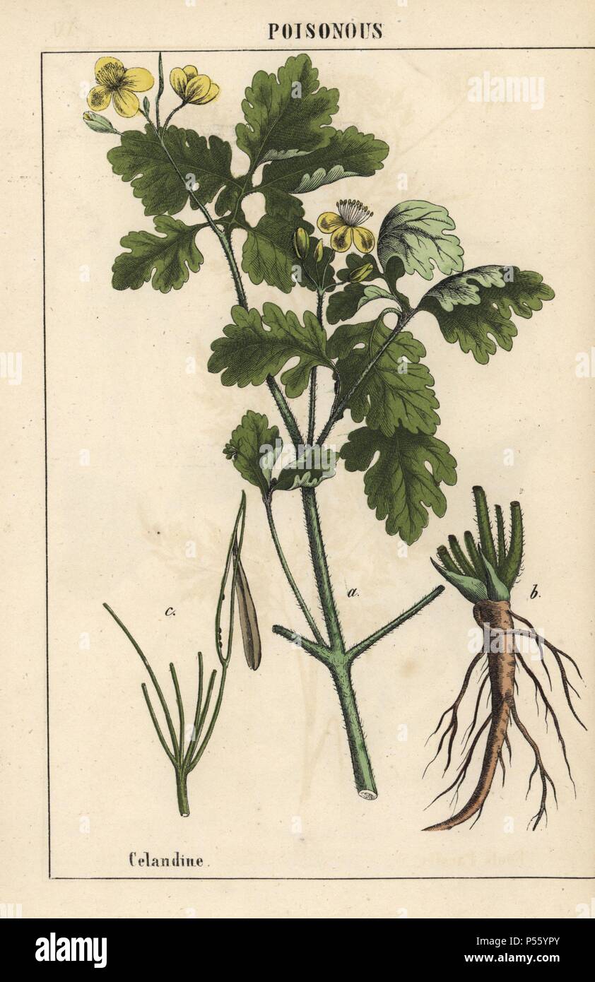 Celandine showing yellow flowers and roots.. . Chromolithograph from 'The Instructive Picturebook, or Lessons from the Vegetable World,' [Charlotte Mary Yonge], Edinburgh, 1858. Stock Photo