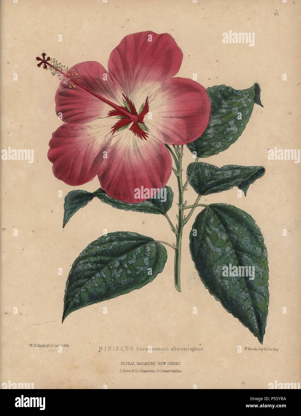 Pink and white hibiscus with variegated leaves. Hibiscus rosa sinensis albo-variegatus. Handcolored botanical drawn and lithographed by W.G. Smith from H.H. Dombrain's 'Floral Magazine' 1872.. Worthington G. Smith (1835-1917), architect, engraver and mycologist. Smith also illustrated 'The Gardener's Chronicle.' Henry Honywood Dombrain (1818-1905), clergyman gardener, was editor of the 'Floral Magazine' from 1862 to 1873. Stock Photo