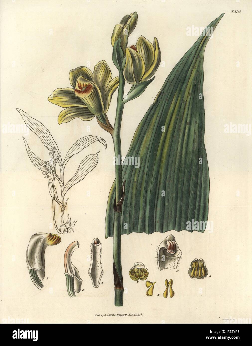 Woodfordian bletia orchid with yellow-green flowers. . Phaius flavus (Blume) Lindley (Bletia woodfordii). . Illustration by WJ Hooker, engraved by Swan. Handcolored copperplate engraving from William Curtis's 'The Botanical Magazine' 1827.. . . William Jackson Hooker (1785-1865) was an English botanist, writer and artist. He was Regius Professor of Botany at Glasgow University, and editor of Curtis' 'Botanical Magazine' from 1827 to 1865. In 1841, he was appointed director of the Royal Botanic Gardens at Kew, and was succeeded by his son Joseph Dalton. Hooker documented the fern and orchid cra Stock Photo