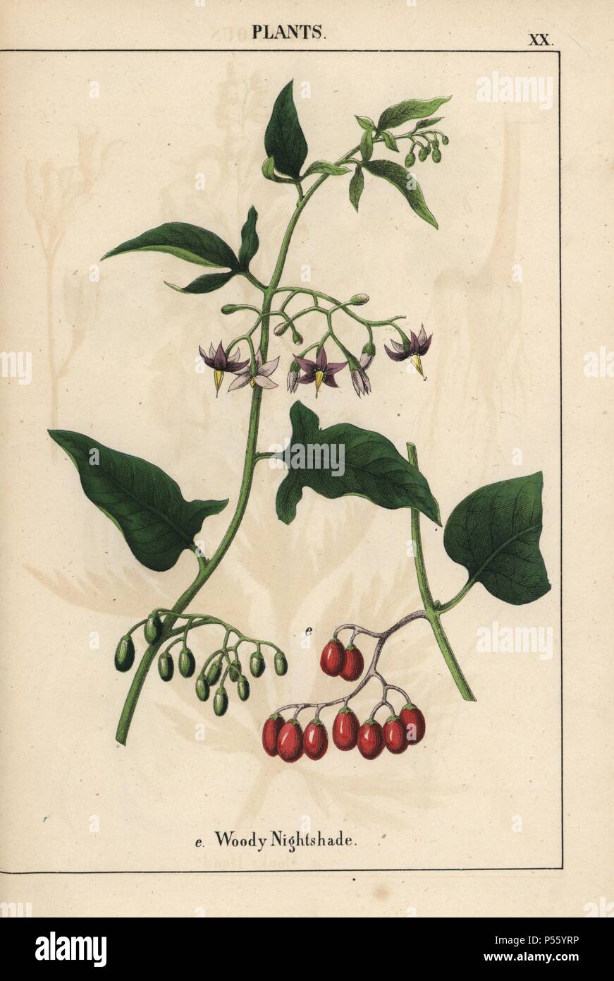 Woody nightshade with purple flowers and red berries. . Chromolithograph from 'The Instructive Picturebook, or Lessons from the Vegetable World,' [Charlotte Mary Yonge], Edinburgh, 1858. Stock Photo