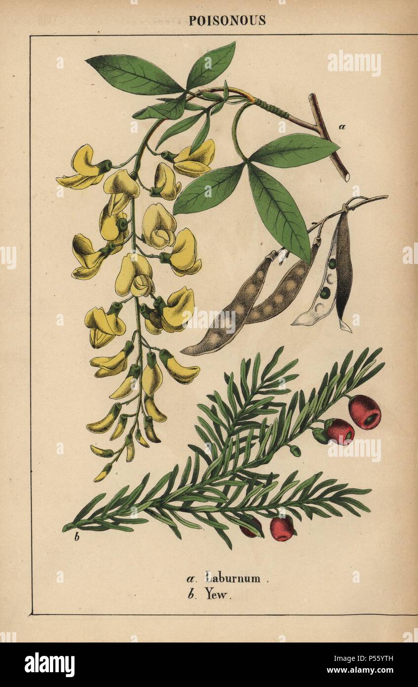 Yellow laburnum tree and yew with red berries.. . Chromolithograph from 'The Instructive Picturebook, or Lessons from the Vegetable World,' [Charlotte Mary Yonge], Edinburgh, 1858. Stock Photo