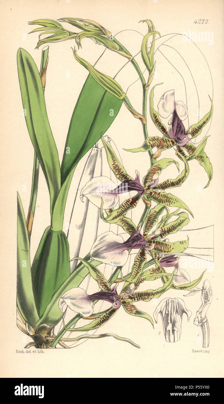 Halberd-lipped odontoglossum orchid, Odontoglossum hastilabium. Hand-coloured botanical illustration drawn and lithographed by Walter Hood Fitch for Sir William Jackson Hooker's 'Curtis's Botanical Magazine,' London, Reeve Brothers, 1846. Fitch (18171892) was a tireless Scottish artist who drew over 2,700 lithographs for the 'Botanical Magazine' starting from 1834. Stock Photo