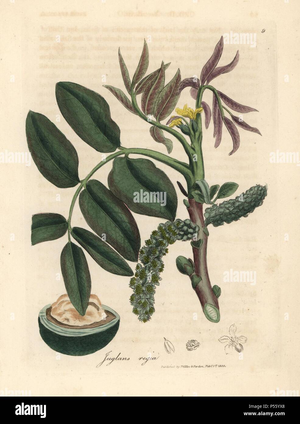 Leaves, yellow flower and nut of the common walnut tree, Juglans regia. Handcolored copperplate engraving from a botanical illustration by James Sowerby from William Woodville and Sir William Jackson Hooker's 'Medical Botany' 1832. The tireless Sowerby (1757-1822) drew over 2,500 plants for Smith's mammoth 'English Botany' (1790-1814) and 440 mushrooms for 'Coloured Figures of English Fungi ' (1797) among many other works. Stock Photo
