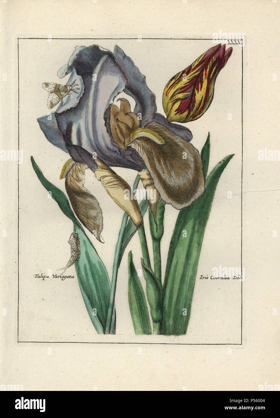 Variegated tulip, Tulipa variegata, and blue flag, Iris coerulea Dod, with moth and caterpillar. Handcoloured copperplate botanical engraving from 'Nederlandsch Bloemwerk' (Dutch Flower Arrangements), Amsterdam, J.B. Elwe, 1794. Illustration copied from a work by one of the outstanding French flower painters of the 17th century, Nicolas Robert (1614-1685), entitled 'Variae ac multiformes florum species.. Diverses fleurs,' Paris, 1660. Stock Photo