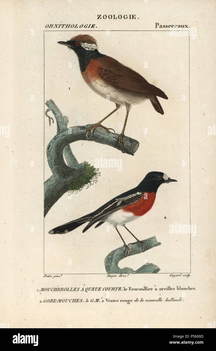 Chestnut-belted gnateater, Conopophaga aurita, and flame robin, Petroica phoenicea (near threatened). Handcoloured copperplate stipple engraving from Dumont de Sainte-Croix's 'Dictionary of Natural Science: Ornithology,' Paris, France, 1816-1830. Illustration by J. G. Pretre, engraved by Guyard, directed by Pierre Jean-Francois Turpin, and published by F.G. Levrault. Jean Gabriel Pretre (17801845) was painter of natural history at Empress Josephine's zoo and later became artist to the Museum of Natural History. Turpin (1775-1840) is considered one of the greatest French botanical illustrators Stock Photo