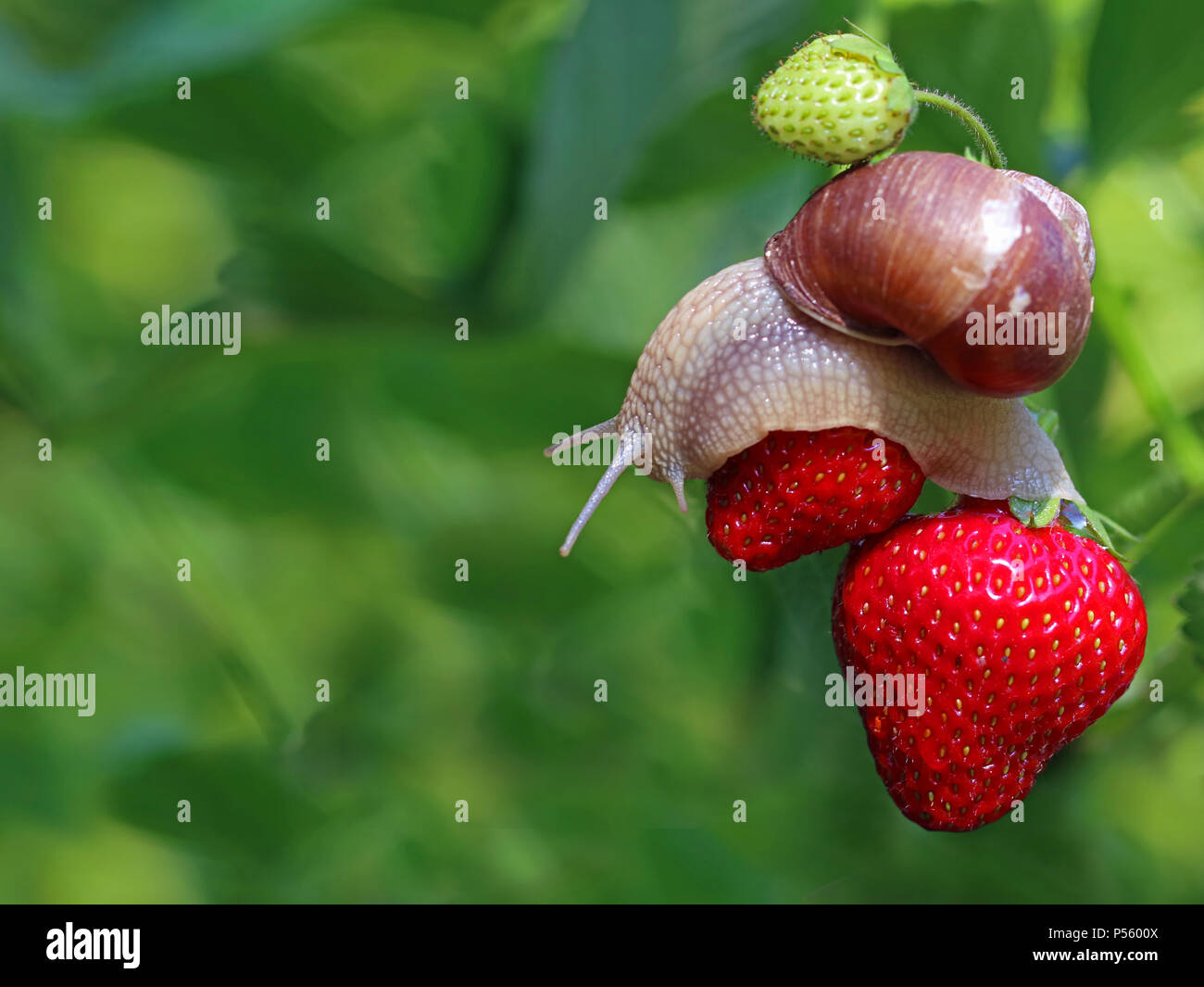 snail creeping on red ripe strawberries in garden with copy space on natural green bukeh. Stock Photo