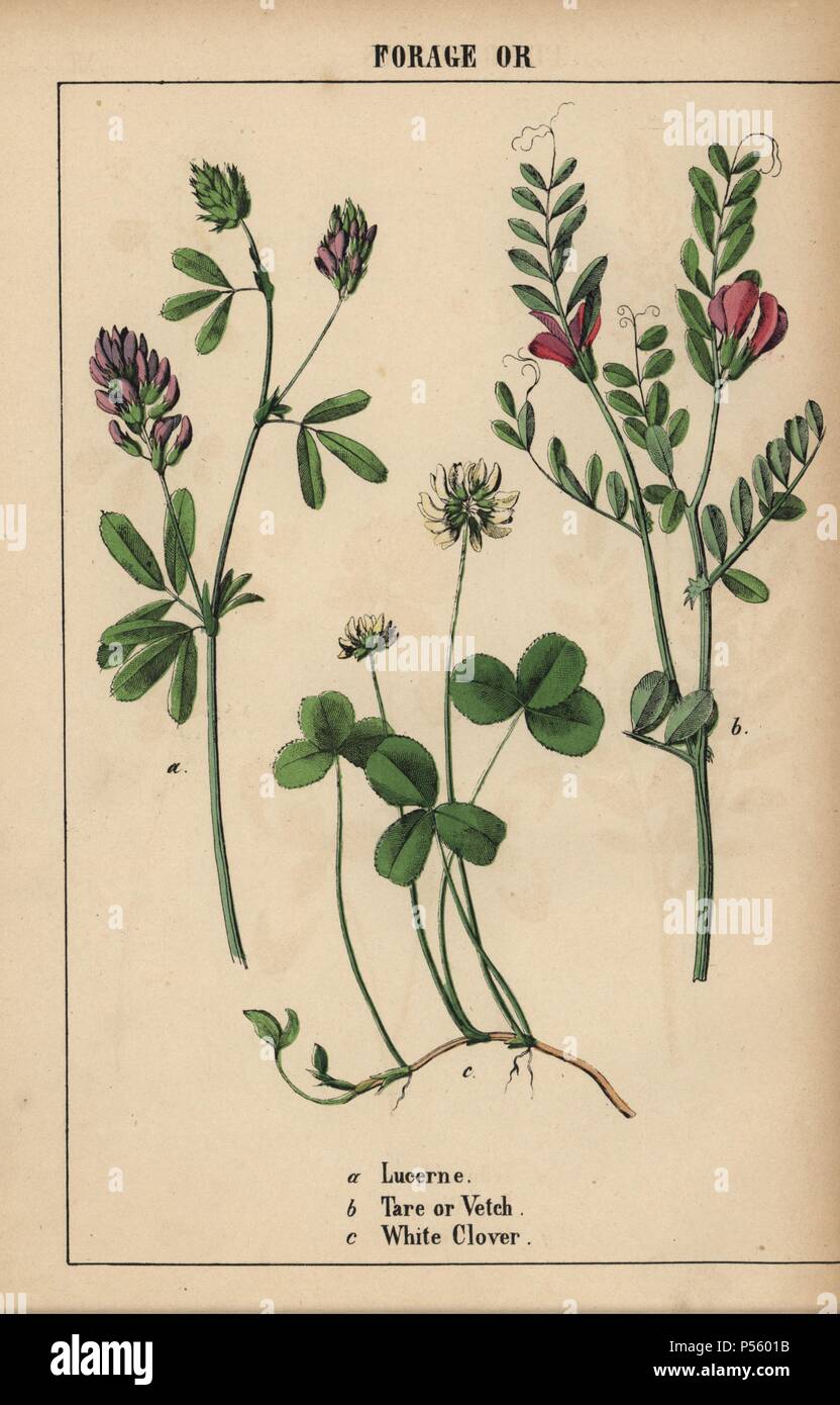 Lucerne, tare or vetch, and white clover. . Chromolithograph from 'The Instructive Picturebook, or Lessons from the Vegetable World,' [Charlotte Mary Yonge], Edinburgh, 1858. Stock Photo