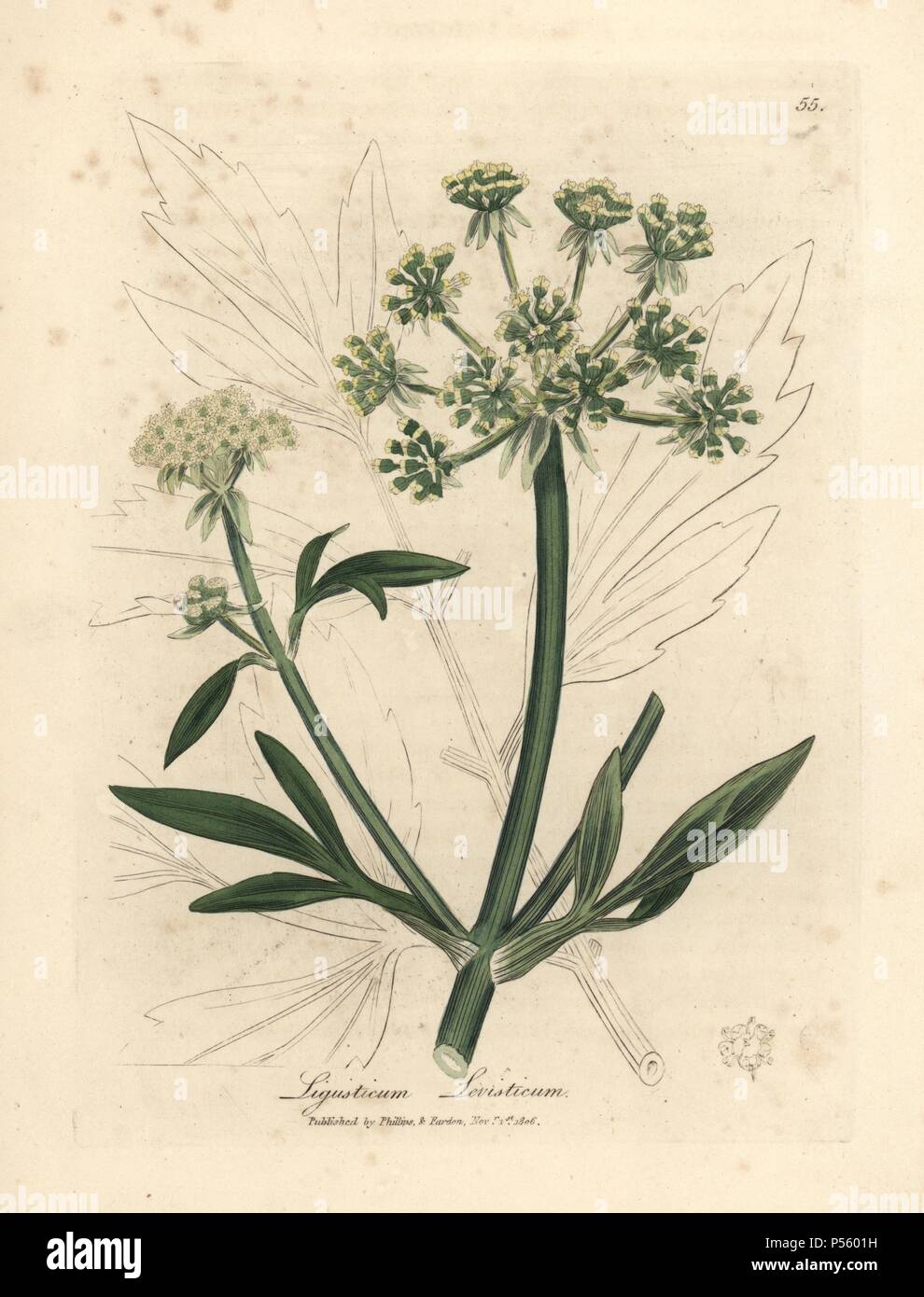 Yellow flowered lovage, Ligusticum levisticum. Handcolored copperplate engraving from a botanical illustration by James Sowerby from William Woodville and Sir William Jackson Hooker's 'Medical Botany' 1832. The tireless Sowerby (1757-1822) drew over 2,500 plants for Smith's mammoth 'English Botany' (1790-1814) and 440 mushrooms for 'Coloured Figures of English Fungi ' (1797) among many other works. Stock Photo
