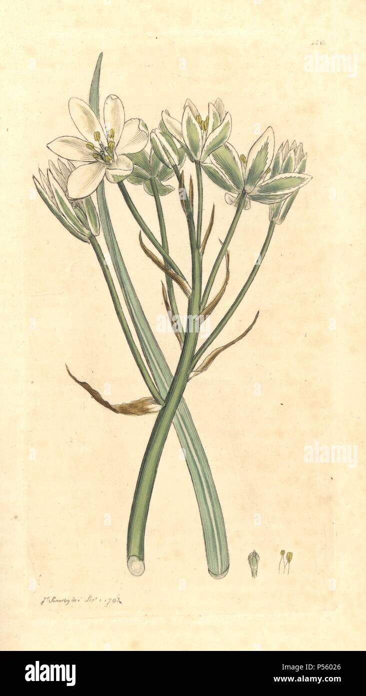 Star of Bethlehem, Ornithogalum umbellatum. Handcoloured copperplate engraving from a drawing by James Sowerby for Smith's 'English Botany,' London, 1793. Sowerby was a tireless illustrator of natural history books and illustrated books on botany, mycology, conchology and geology. Stock Photo