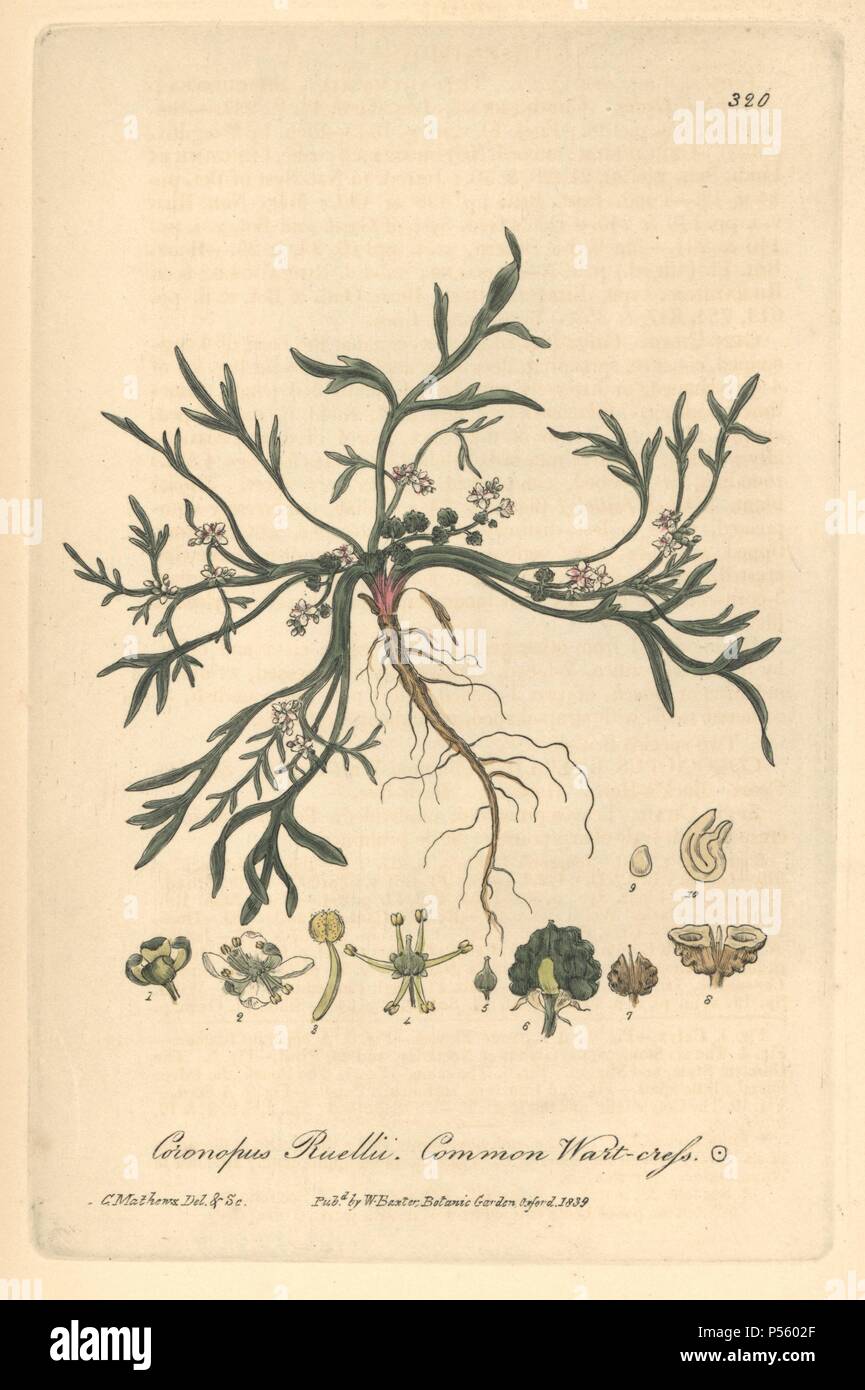 Common wart cress, Coronopus ruellii. Handcoloured copperplate drawn and engraved by Charles Mathews from William Baxter's 'British Phaenogamous Botany,' Oxford, 1839. Scotsman William Baxter (1788-1871) was the curator of the Oxford Botanic Garden from 1813 to 1854. Stock Photo