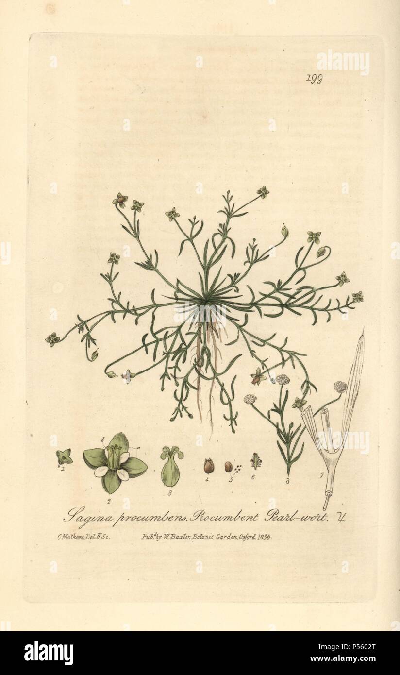 Procumbent or birdeye pearlwort, Sagina procumbens. Handcoloured copperplate drawn and engraved by Charles Mathews from William Baxter's 'British Phaenogamous Botany' 1836. Scotsman William Baxter (1788-1871) was the curator of the Oxford Botanic Garden from 1813 to 1854. Stock Photo