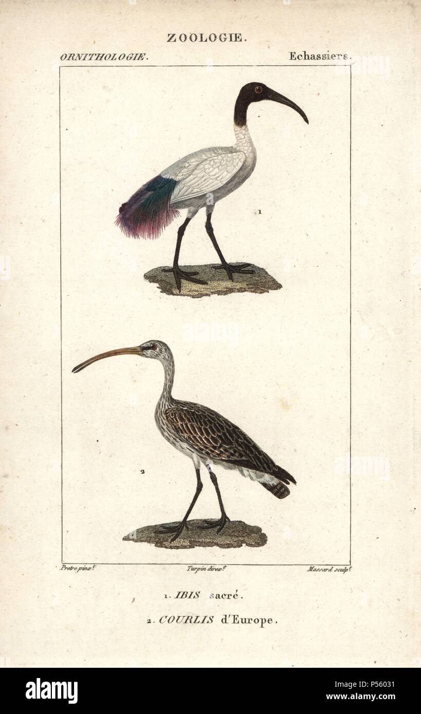 African sacred ibis, Threskiornis aethiopicus, and Eurasian curlew, Numenius arquata. Handcoloured copperplate stipple engraving from Dumont de Sainte-Croix's 'Dictionary of Natural Science: Ornithology,' Paris, France, 1816-1830. Illustration by J. G. Pretre, engraved by Massard, directed by Pierre Jean-Francois Turpin, and published by F.G. Levrault. Jean Gabriel Pretre (17801845) was painter of natural history at Empress Josephine's zoo and later became artist to the Museum of Natural History. Turpin (1775-1840) is considered one of the greatest French botanical illustrators of the 19th ce Stock Photo