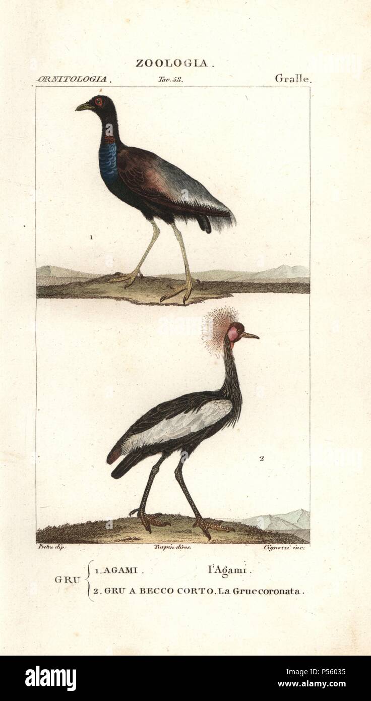 Grey-winged trumpeter, Psophia crepitans, and black crowned crane, Balearica pavonina (vulnerable). Handcoloured copperplate stipple engraving from Jussieu's 'Dictionary of Natural Science,' Florence, Italy, 1837. Illustration by J. G. Pretre, engraved by Cignozzi, directed by Pierre Jean-Francois Turpin, and published by Batelli e Figli. Jean Gabriel Pretre (17801845) was painter of natural history at Empress Josephine's zoo and later became artist to the Museum of Natural History. Turpin (1775-1840) is considered one of the greatest French botanical illustrators of the 19th century. Stock Photo