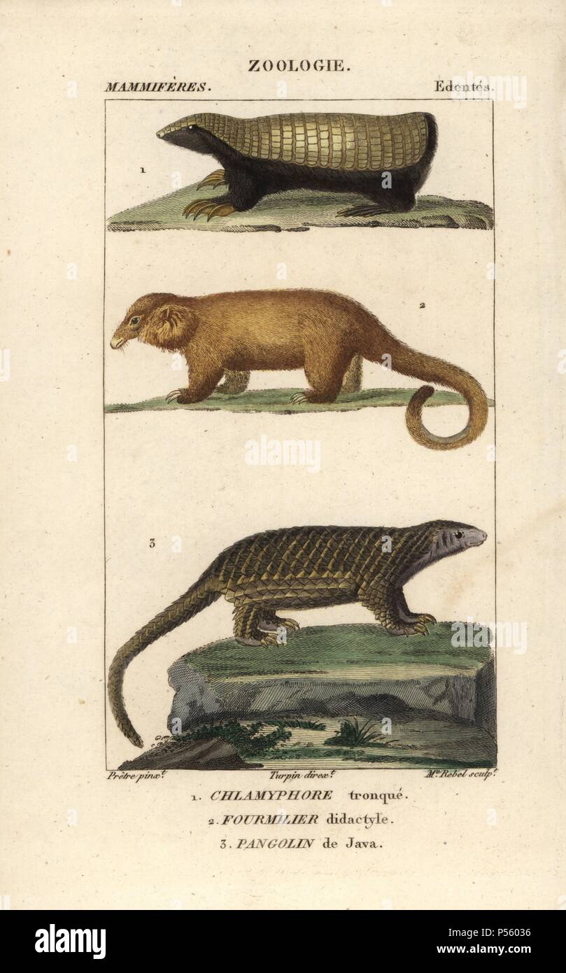 Pink fairy armadillo, Chlamyphorus truncatus, Silky or Pygmy Anteater, Cyclopes didactylus, and Sunda pangolin, Manis javanica (endangered). Handcoloured copperplate stipple engraving from Frederic Cuvier's 'Dictionary of Natural Science: Mammals,' Paris, France, 1816. Illustration by J. G. Pretre, engraved by Madame Rebel, directed by Pierre Jean-Francois Turpin, and published by F.G. Levrault. Jean Gabriel Pretre (17801845) was painter of natural history at Empress Josephine's zoo and later became artist to the Museum of Natural History. Turpin (1775-1840) is considered one of the greatest  Stock Photo