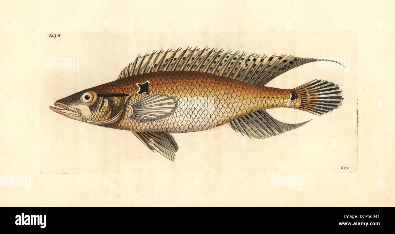 Ringtail pike cichlid, Crenicichla saxatilis. Illustration drawn and engraved by Richard Polydore Nodder. Handcolored copperplate engraving from George Shaw and Frederick Nodder's 'The Naturalist's Miscellany' 1812. Most of the 1,064 illustrations of animals, birds, insects, crustaceans, fishes, marine life and microscopic creatures for the Naturalist's Miscellany were drawn by George Shaw, Frederick Nodder and Richard Nodder, and engraved and published by the Nodder family. Frederick drew and engraved many of the copperplates until his death around 1800, and son Richard (17741823) was respon Stock Photo