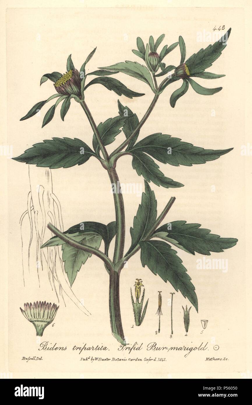 Trifid bur-marigold, Bidens tripartita. Handcoloured copperplate engraved by Charles Mathews from a drawing by Isaac Russell from William Baxter's 'British Phaenogamous Botany,' Oxford, 1841. Scotsman William Baxter (1788-1871) was the curator of the Oxford Botanic Garden from 1813 to 1854. Stock Photo