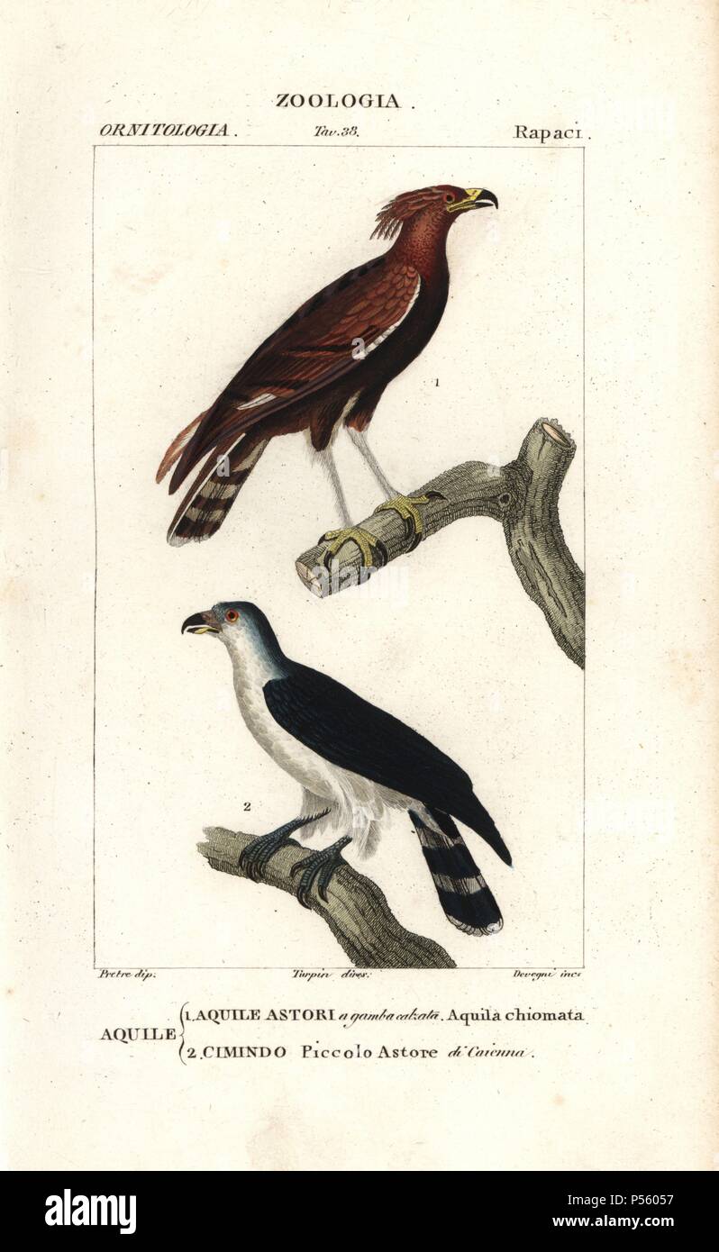 Long-crested eagle, Lophaetus occipitalis, and gray-headed kite, Leptodon cayanensis. Handcoloured copperplate stipple engraving from Antoine Jussieu's 'Dictionary of Natural Science,' Florence, Italy, 1837. Illustration by J. G. Pretre, engraved by Devegni, directed by Pierre Jean-Francois Turpin, and published by Batelli e Figli. Jean Gabriel Pretre (17801845) was painter of natural history at Empress Josephine's zoo and later became artist to the Museum of Natural History. Turpin (1775-1840) is considered one of the greatest French botanical illustrators of the 19th century. Stock Photo