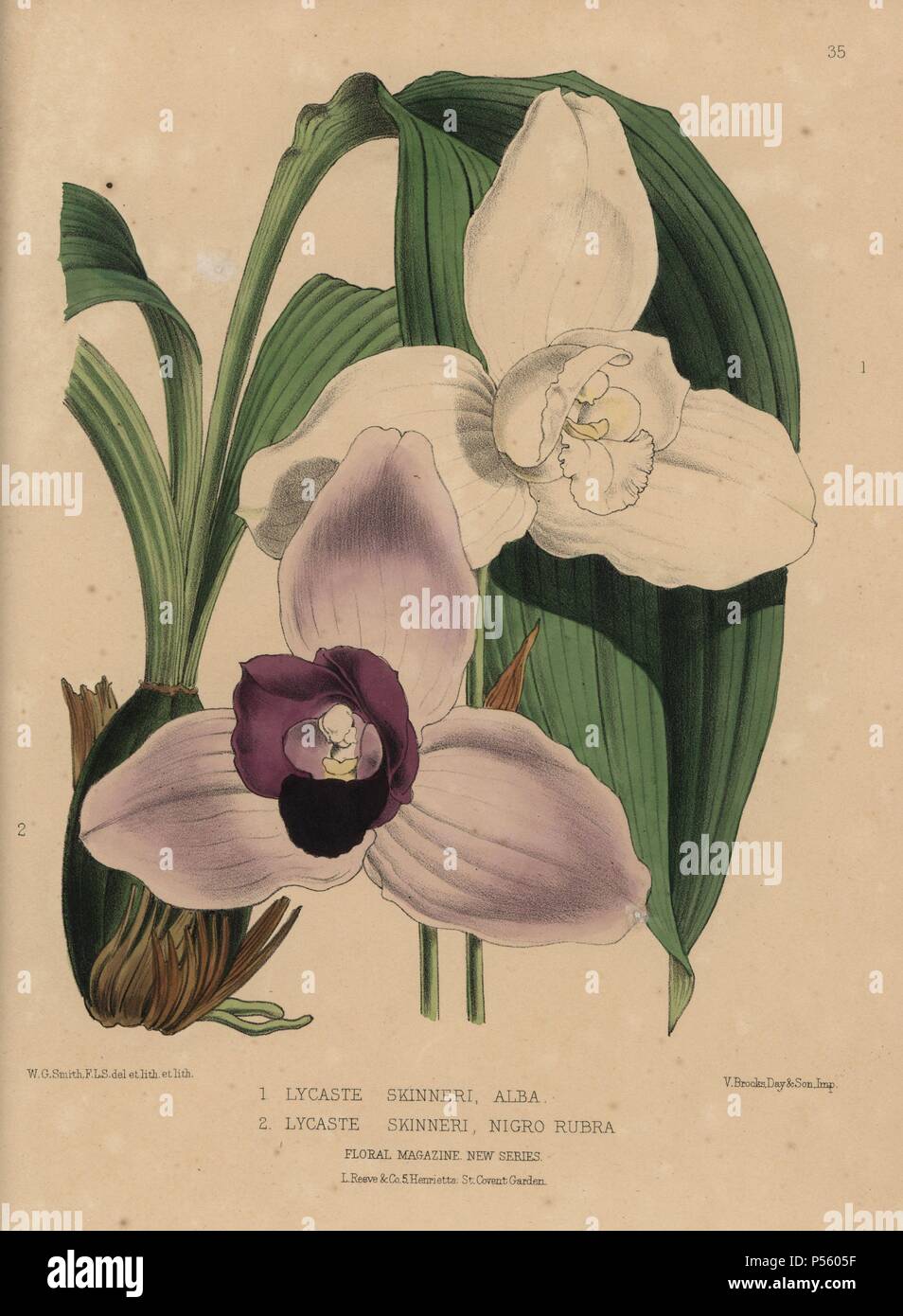 Lycaste skinneri orchids. The white Lycaste skinneri alba or Monja blanca. The purple and lilac Lycaste skinneri nigro rubra. Handcolored botanical drawn and lithographed by W.G. Smith from H.H. Dombrain's 'Floral Magazine' 1872.. Worthington G. Smith (1835-1917), architect, engraver and mycologist. Smith also illustrated 'The Gardener's Chronicle.' Henry Honywood Dombrain (1818-1905), clergyman gardener, was editor of the 'Floral Magazine' from 1862 to 1873. Stock Photo