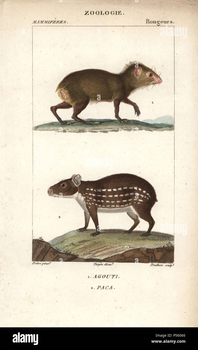 Common agouti, Dasyprocta species, and lowland or spotted paca, Cuniculus paca. Handcoloured copperplate stipple engraving from Frederic Cuvier's 'Dictionary of Natural Science: Mammals,' Paris, France, 1816. Illustration by J. G. Pretre, engraved by Prudhon, directed by Pierre Jean-Francois Turpin, and published by F.G. Levrault. Jean Gabriel Pretre (17801845) was painter of natural history at Empress Josephine's zoo and later became artist to the Museum of Natural History. Turpin (1775-1840) is considered one of the greatest French botanical illustrators of the 19th century. Stock Photo