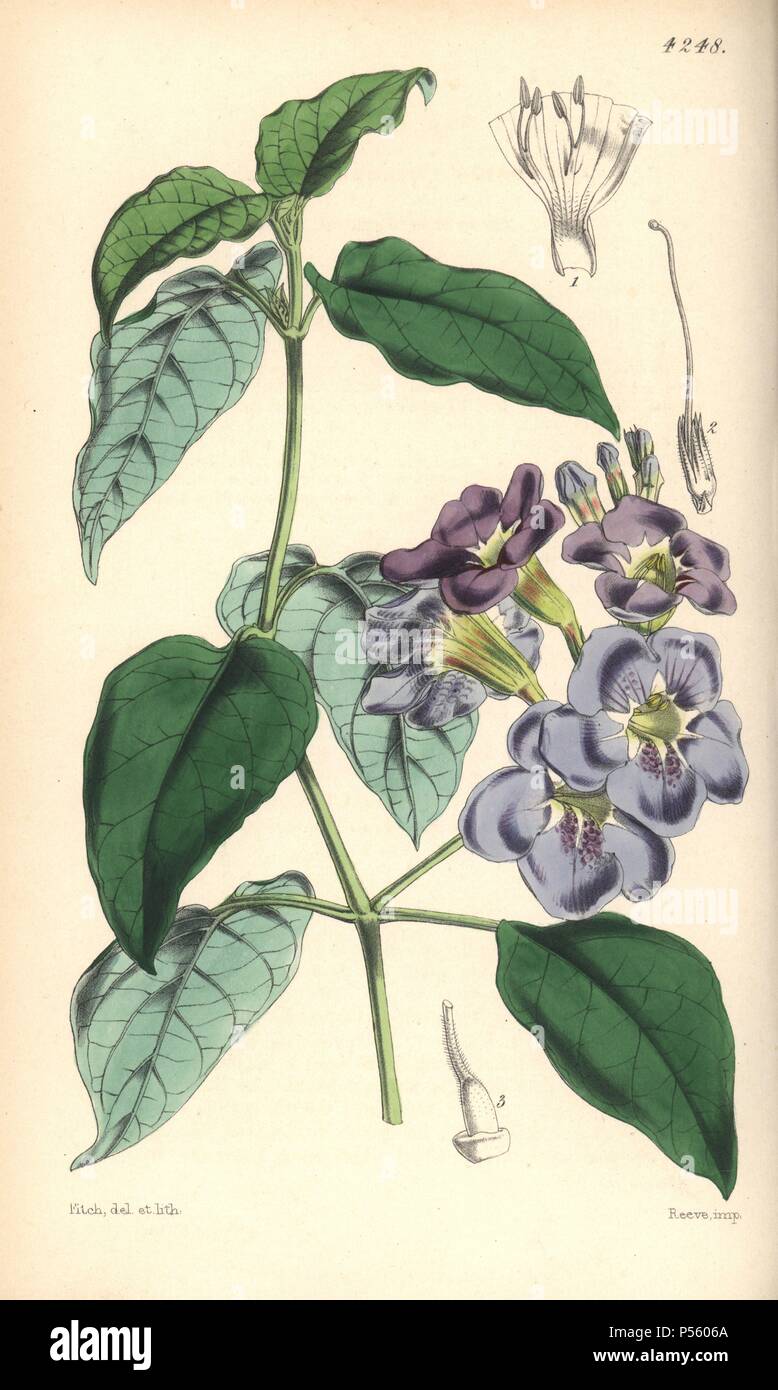 Coromandel asystasia, Asystasia coromandeliana. Hand-coloured botanical illustration drawn and lithographed by Walter Hood Fitch for Sir William Jackson Hooker's 'Curtis's Botanical Magazine,' London, Reeve Brothers, 1846. Fitch (18171892) was a tireless Scottish artist who drew over 2,700 lithographs for the 'Botanical Magazine' starting from 1834. Stock Photo