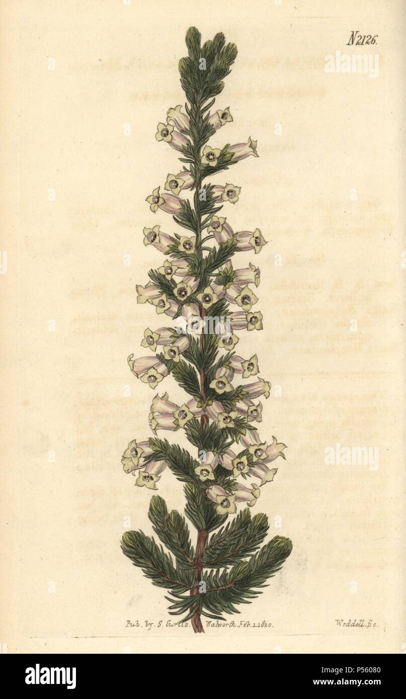 Bonpland's heath, Erica bonplandiana. Handcoloured copperplate engraving drawn by John Curtis and engraved by Weddell from 'Curtis's Botanical Magazine'1820, Samuel Curtis, Walworth, London. Stock Photo