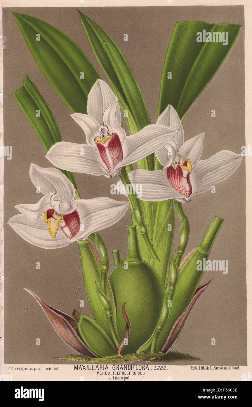 Large-flowered maxillaria orchid with pale grey and purple flowers. Maxillaria grandiflora Lindl.. Illustration by P. Stroobant, lithographed by L. Stroobant of Ghent, from Jean Linden's 'L'Illustration Horticole' 1870. Stock Photo