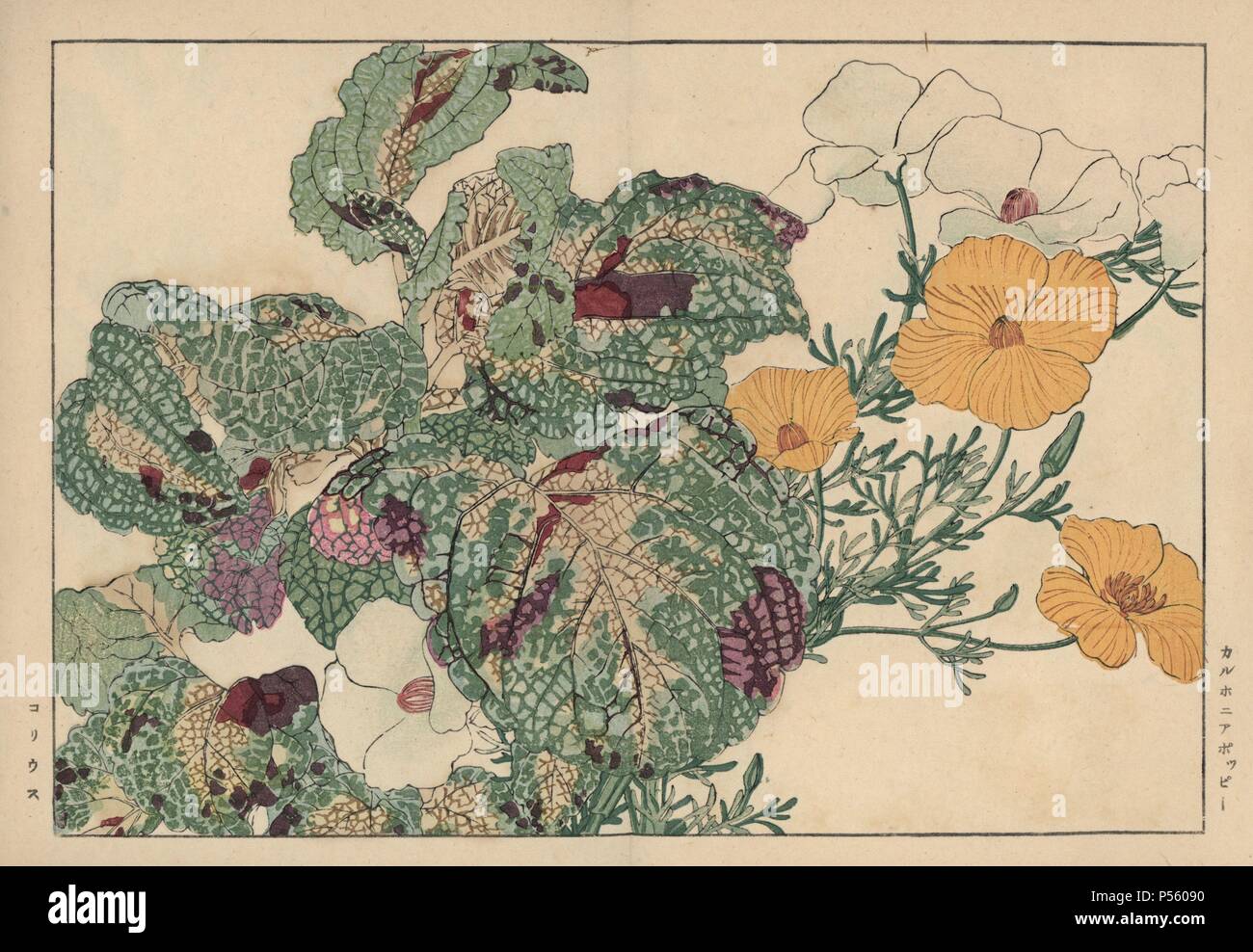 California poppy, Eschscholzia californica, and coleus, Solenostemon scutellarioides. Handcoloured woodblock print from Konan Tanigami's 'Seiyou Sokazufu' (Pictorial Album of Western Plants and Flowers: Summer), Unsodo, Kyoto, 1917. Tanigami (1879-1928) depicted 125 varieties of garden plants through the four seasons. Stock Photo